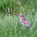 Pardal (Passer domesticus)