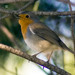 Pisco-de-peito-ruivo (Erithacus rubecula)