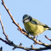 Chapim-azul (Parus caeruleus / Cyanistes caeruleus)