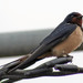 Andorinha-das-chamins (Hirundo rustica)