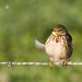 Petinha-dos-prados (Anthus pratensis)