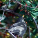 Melro-preto (Turdus merula)