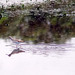 Perna-vermelha-comum (Tringa totanus)