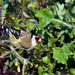 Pintasilgo (Carduelis carduelis)