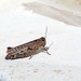 Gafanhoto / Grasshopper