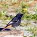 Rabiruivo-preto (Phoenicurus ochruros)