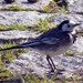 Alvola-branca-comum (Motacilla alba alba)