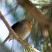 Pisco-de-peito-ruivo (Erithacus rubecula)