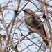 Rabiruivo-preto (Phoenicurus ochruros)