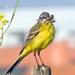 Alvola-amarela (Yellow Wagtail)