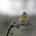 Escrevedeira-de-garganta-preta (Emberiza cirlus)