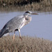 Gara-real (Ardea cinerea)