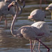 Flamingo-comum (Phoenicopterus ruber)