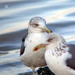 Gaivota-d'asa-escura (Larus fuscus)