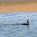 Corvo-marinho-de-faces-brancas (Phalacrocorax carbo)