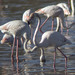 Flamingo-comum (Phoenicopterus ruber)