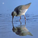 Pilrito-comum (Calidris alpina)