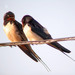 Andorinha-das-chamins (Hirundo rustica)