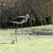 Perna-longa (Himantopus himantopus)