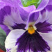 Amor-perfeito (Viola tricolor)