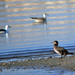 Corvo-marinho-de-faces-brancas (Phalacrocorax carbo)