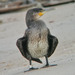 Corvo-marinho-de-faces-brancas (Phalacrocorax carbo)